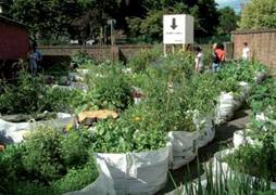 grow your own in grow bags