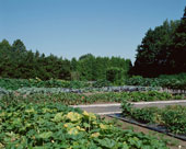 grow your own is the logical alternative to energy hungry commercial agriculture