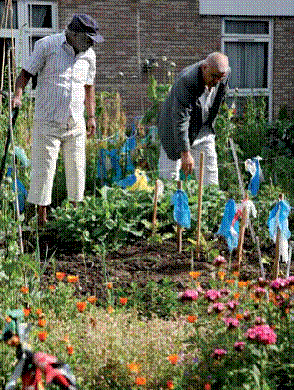 grow your own in community allotments