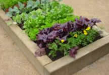grow your own in raised beds